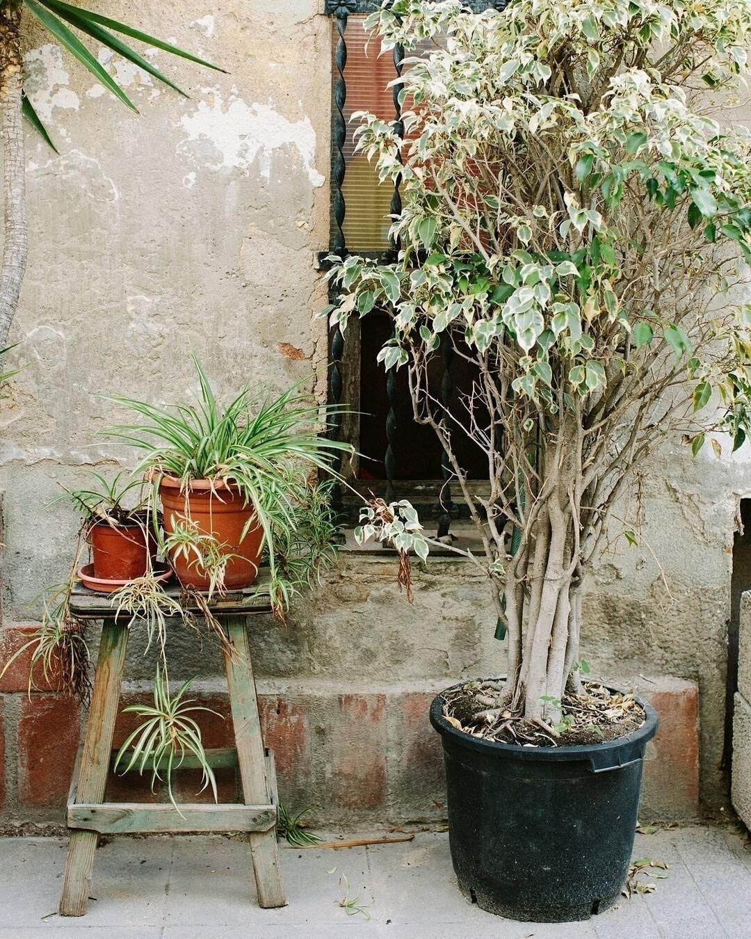 Auto-generated description: A potted tree and several plants sit on a rustic wooden stand against an old stone wall.
