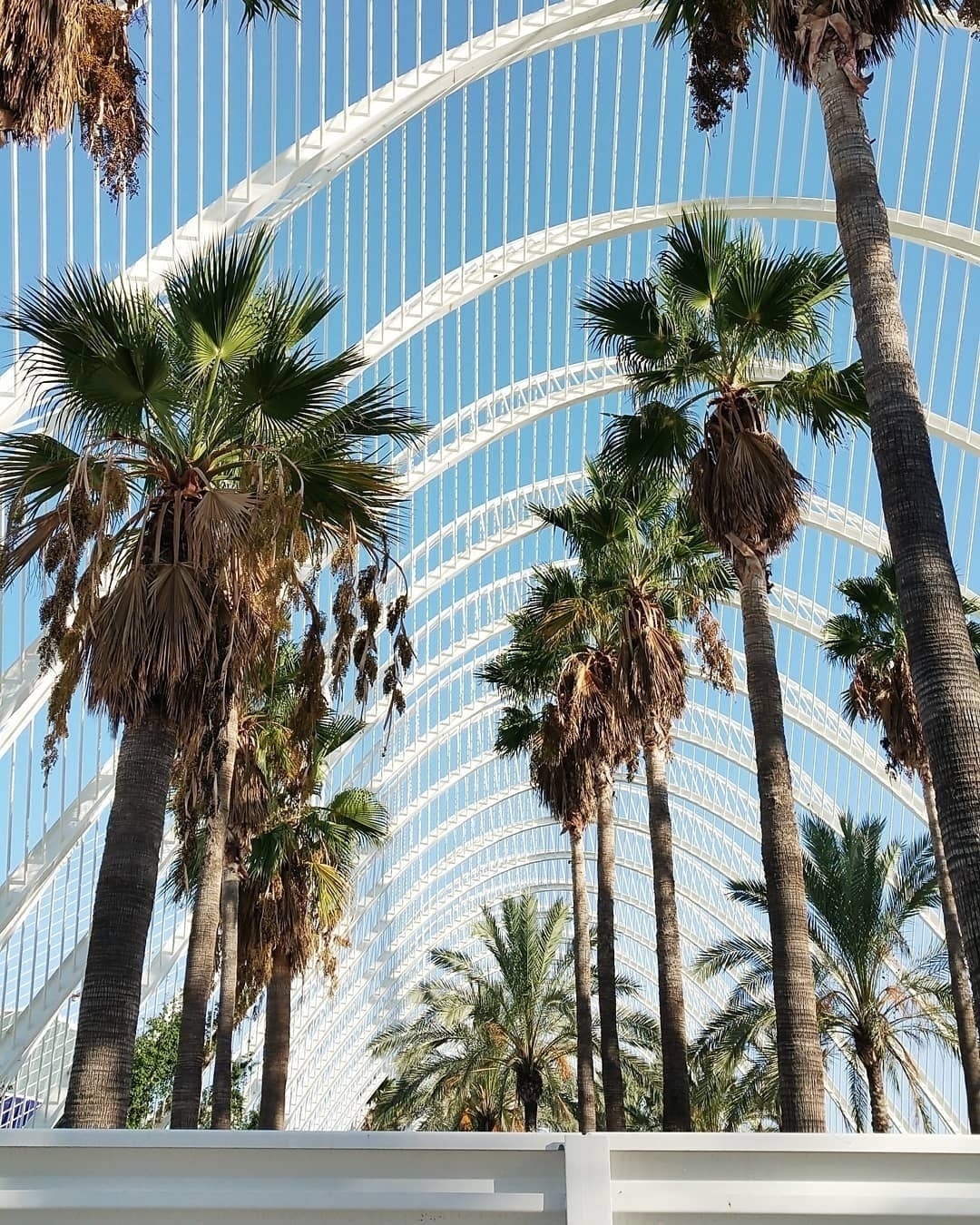 Auto-generated description: Tall palm trees align under a modern white arched structure against a clear blue sky.