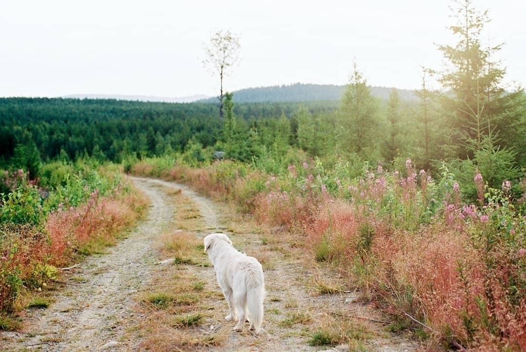 Astro in the Swedish summer