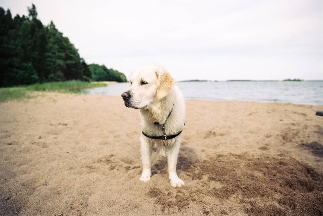 Astro at Gålö hundstrand