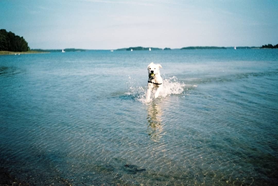 Astro retrieving a ball at the beach