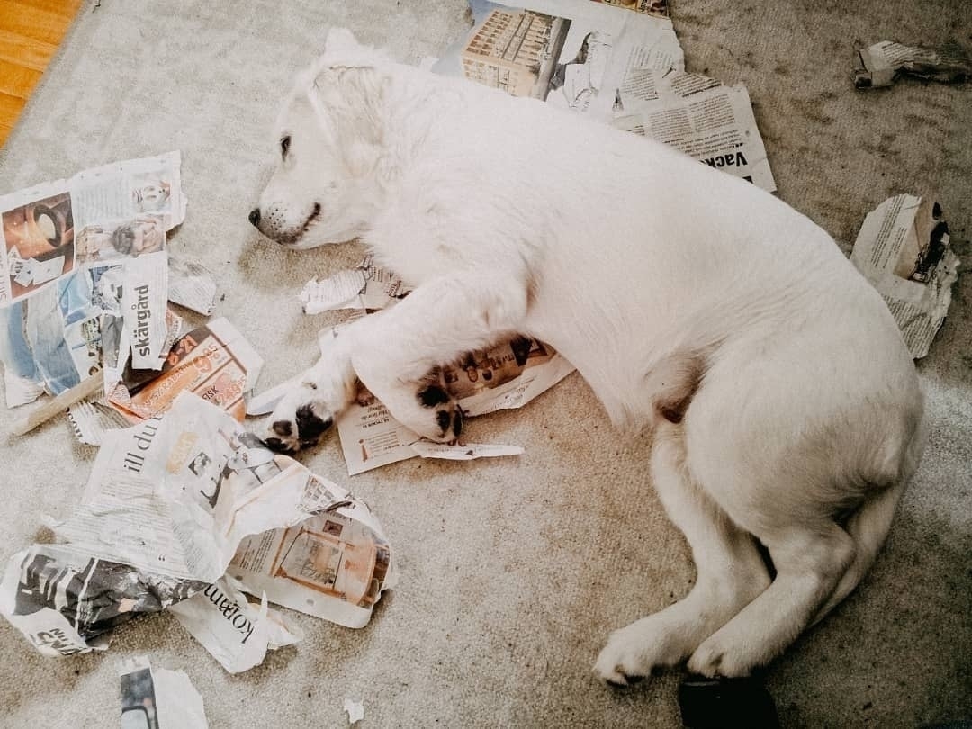 Astro, after ruining the newspaper