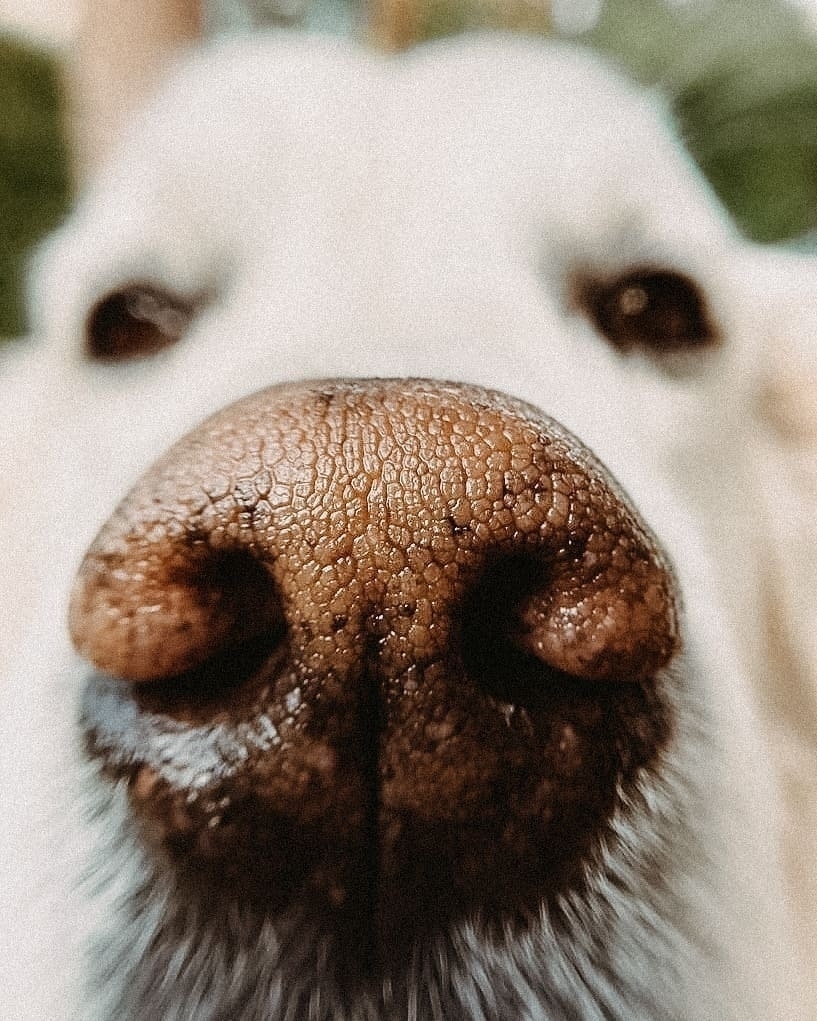 Astro's nose