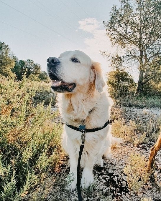 A golden retriever surrounded by trees and sunlight.