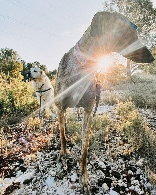 Two dogs with sunlight shining through the ears