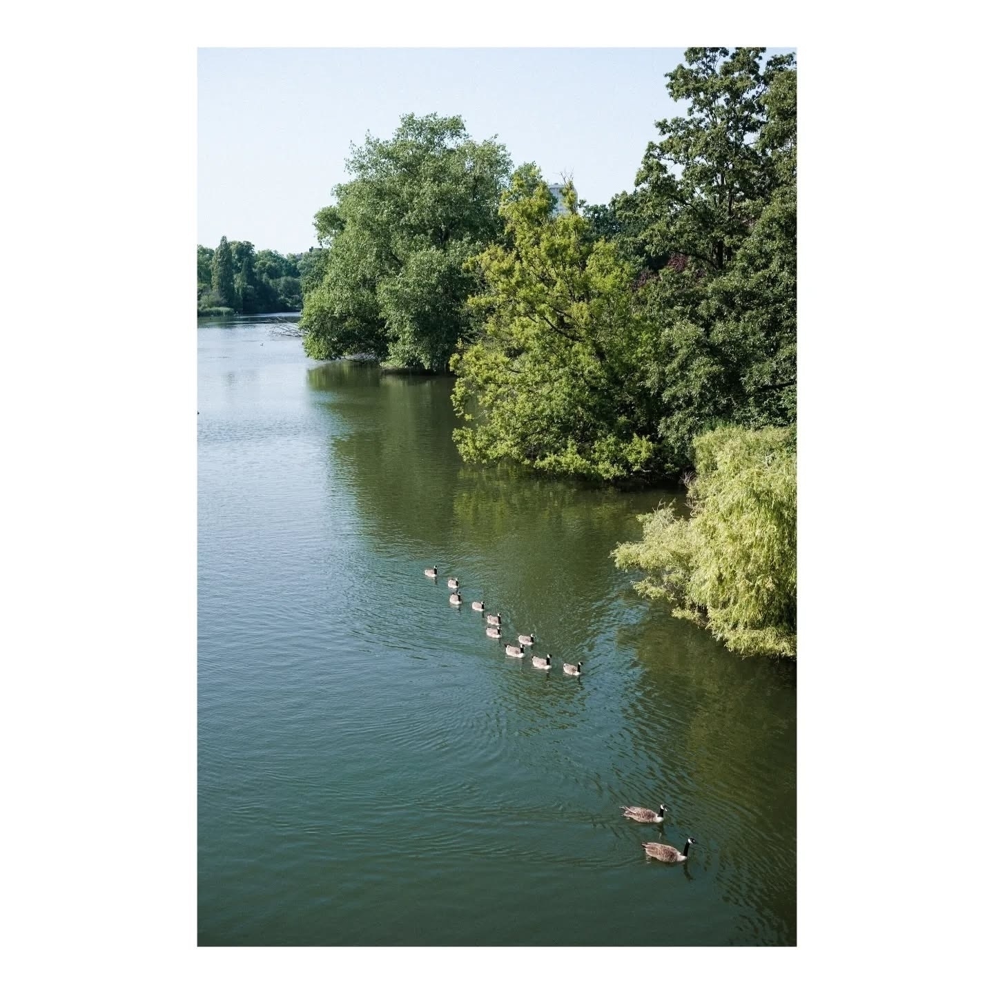 Auto-generated description: A flock of ducks swims in a line on a calm river surrounded by lush greenery.