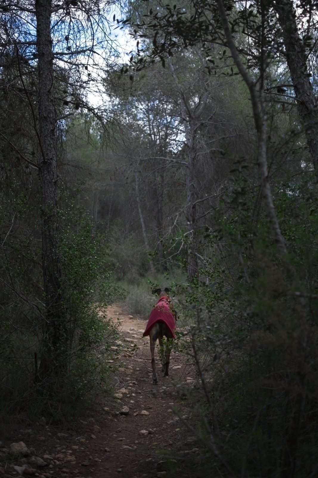 Luna with her red vest