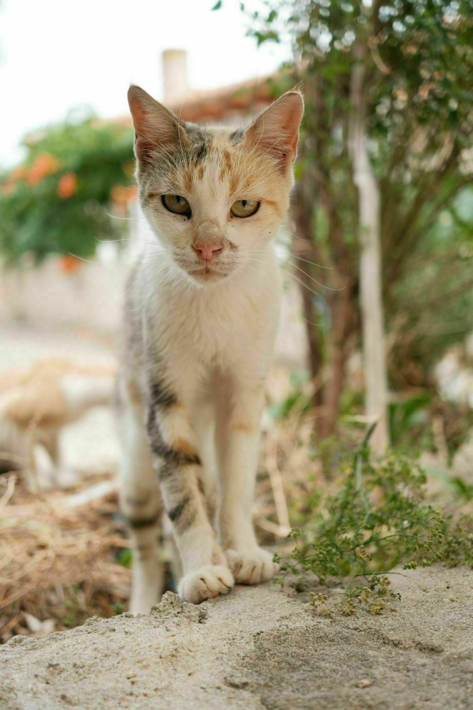 Young white cat with a bit of yellow and grey fur over the head and right paw. He