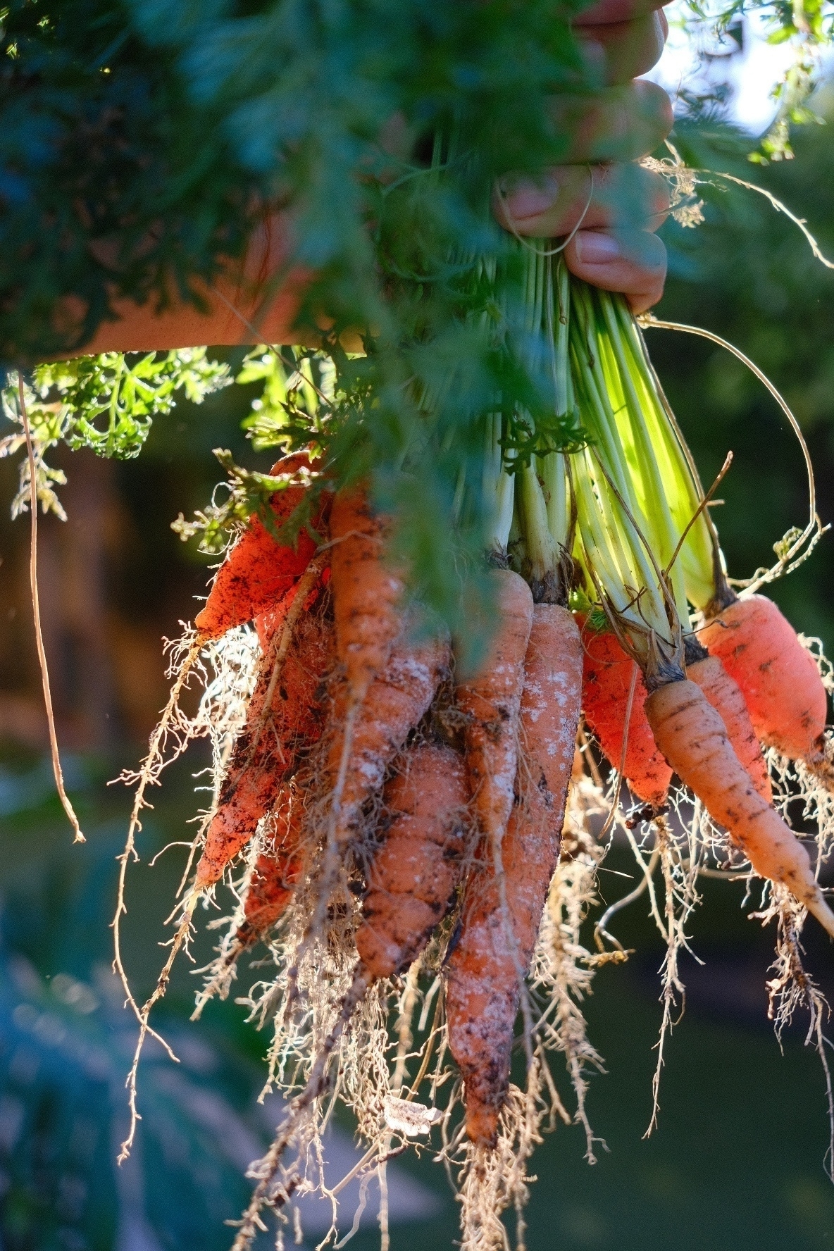 homegrown carrots